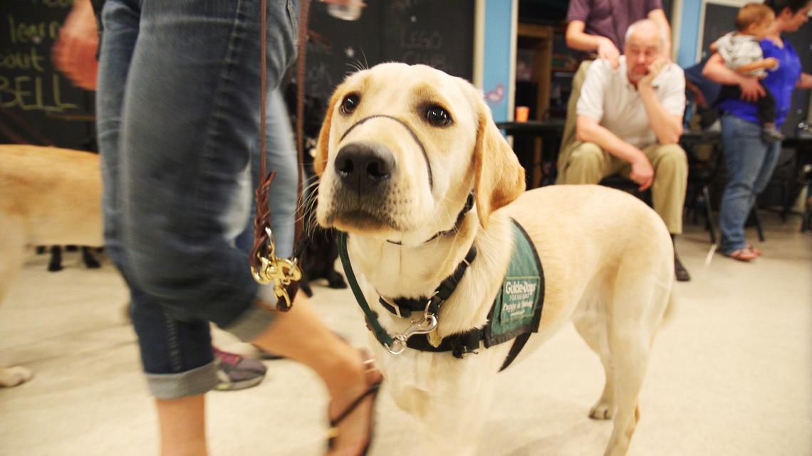 The UA's Paws for the Cause partners with a nonprofit organization, Guide Dogs for the Blind, based in California and Oregon. 